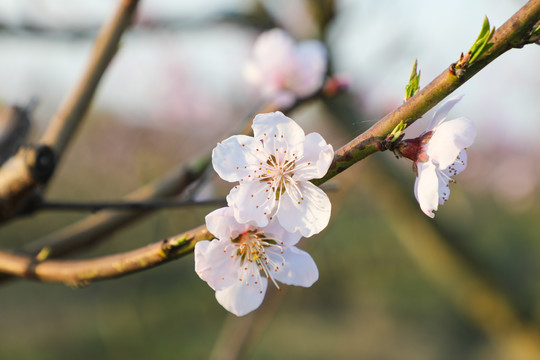 桃花枝