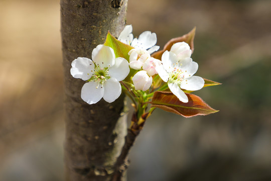 梨花