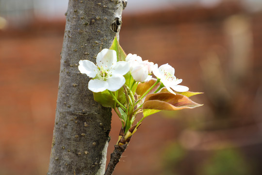 香梨花