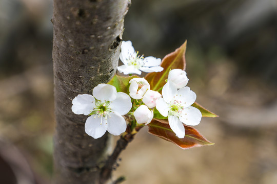 白梨花