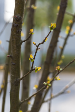 嫩芽发芽