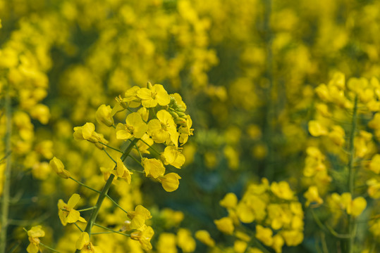 油菜花