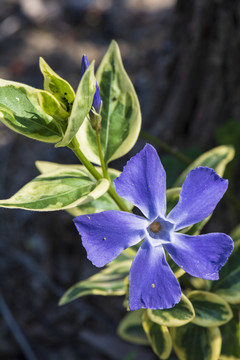 蔓长春花