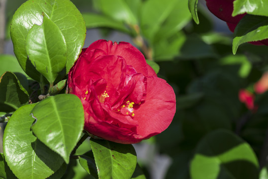 山茶花