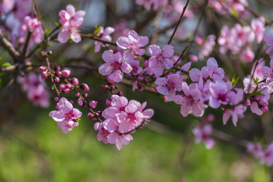 唯美桃花