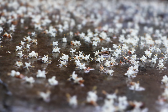 花飞花谢花满天