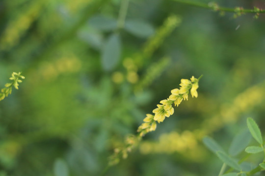 野花