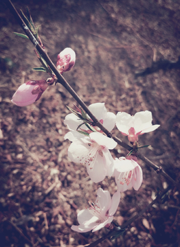 春暖花开