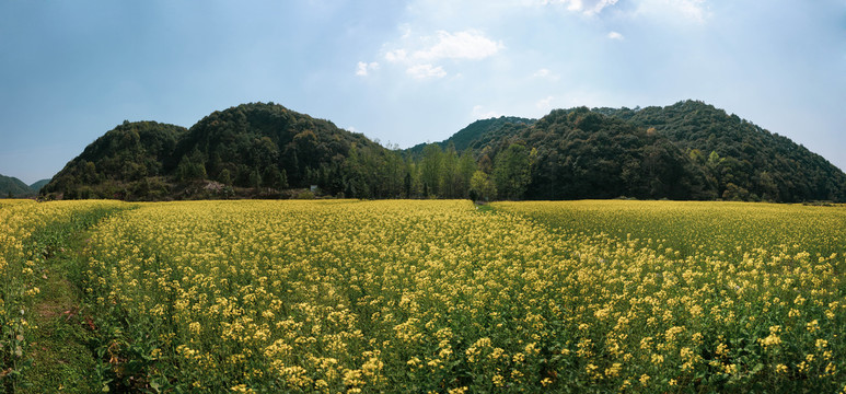 油菜花蓝天白云青山高清素材