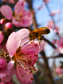 桃花蜜蜂