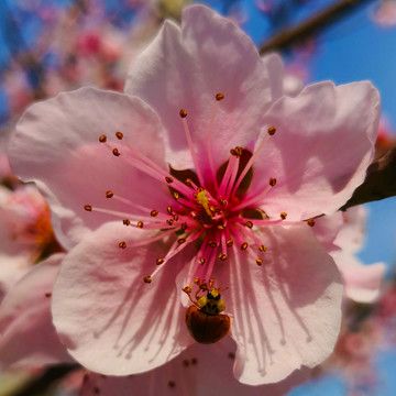 桃花瓢虫