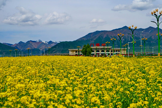 门源油菜