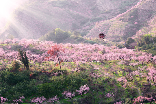 桃花林