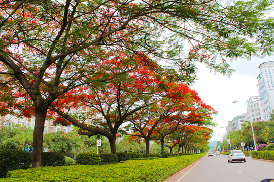 城市道路绿化花草凤凰花