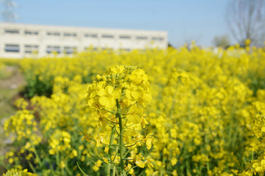 油菜花