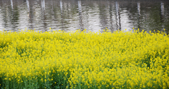 油菜花