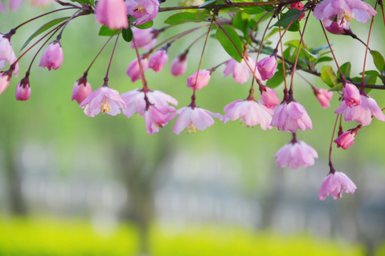 海棠花