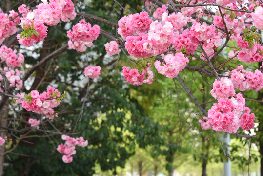 樱花