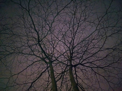 夜晚树枝