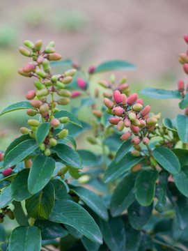 鼠李科植物多叶勾儿茶