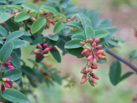 鼠李科植物多叶勾儿茶