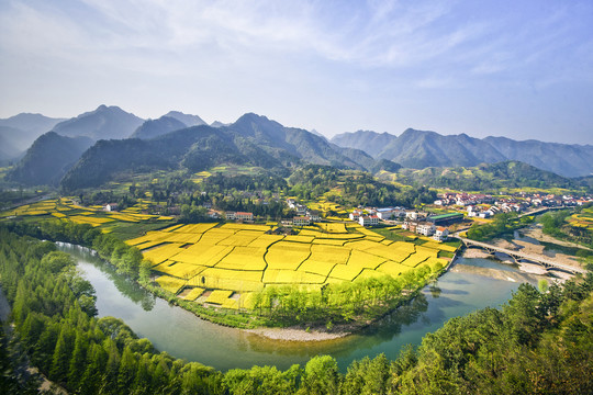 陕南油菜花