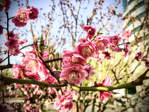 迎春花