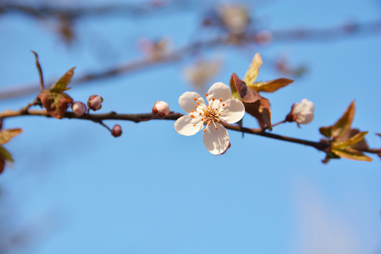 樱花