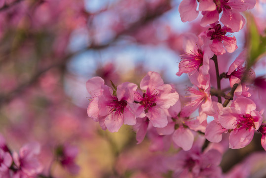 桃花