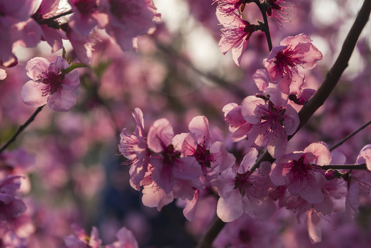 春天桃花