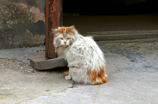 脏兮兮的流浪猫