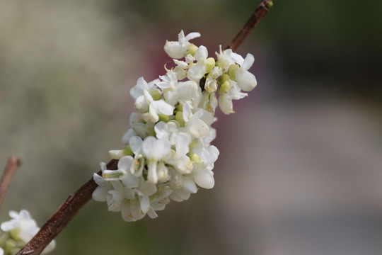 白紫荆花