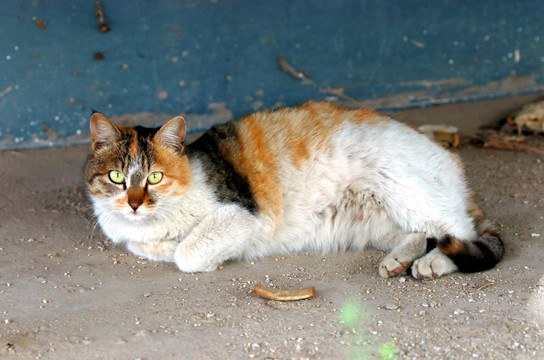 流浪猫