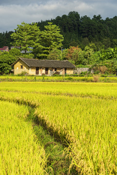 稻谷稻田