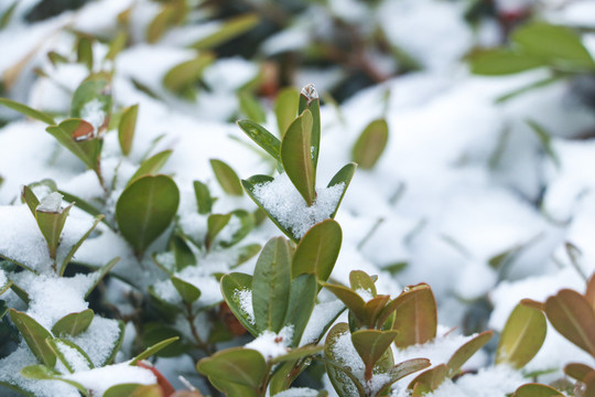 雪