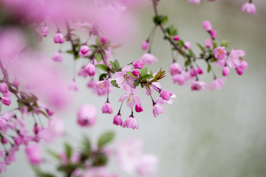 花卉背景