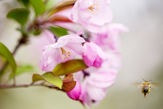 蜜蜂与花