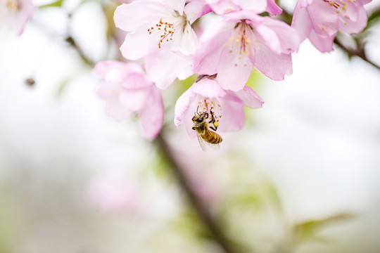 蜜蜂与花