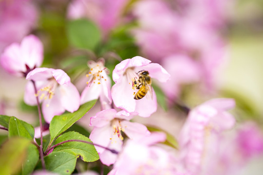 蜜蜂与花