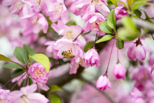 蜜蜂与花