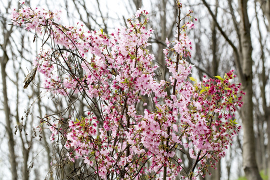 樱花