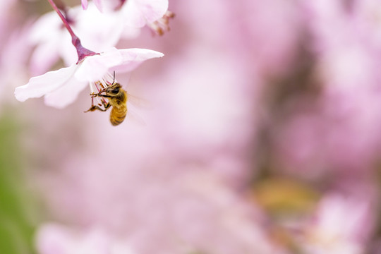 蜜蜂采蜜