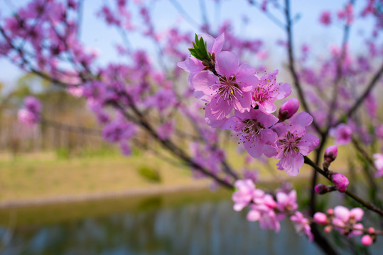 樱花