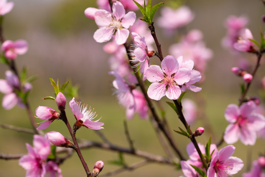 樱花