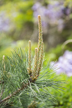 松树开花