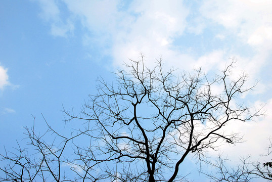 树枝天空