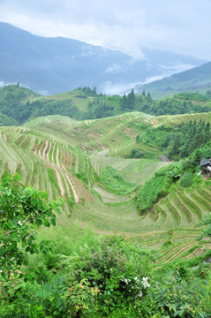 龙脊梯田