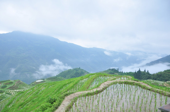 龙脊梯田