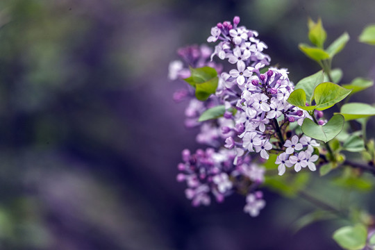 华北花