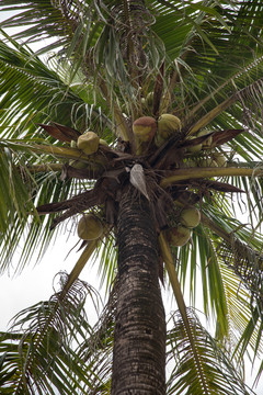 椰子树上的椰子